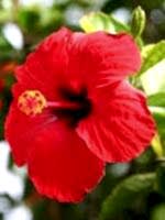 aikido, morehei ueshiba, yamada istanbul, türkiye, aikido geçmişi, dojo kurallar, disiplin, sözlük, terimler, çocuk eğitimi, kartal, pendik, ataşehir, göktürk, etiler, halis duran, istanbul, çocuk gel