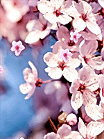 aikido, morehei ueshiba, yamada istanbul, türkiye, aikido geçmişi, dojo kurallar, disiplin, sözlük, terimler, çocuk eğitimi, kartal, pendik, ataşehir, göktürk, etiler, halis duran, istanbul, çocuk gel