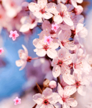 aikido, japon kiraz çiceği, sakura, tokyo, baharda açan çicek, halis duran, etiler, avrupa yakası, anadolu yakası, kartal, bostancı, cadde